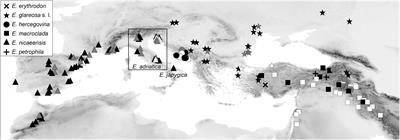 From Western Asia to the Mediterranean Basin: Diversification of the Widespread Euphorbia nicaeensis Alliance (Euphorbiaceae)